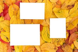 Vertical and horizontal white blank frames lie on the background of yellow leaves photo