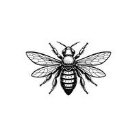 bee on white background simple minimalist vector