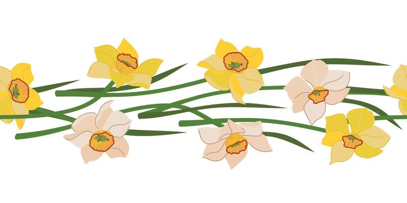 Seamless border of daffodils isolated on white background. Yellow and white spring flowers, Mother's Day gift. Colorful flat style illustration for wedding decoration.