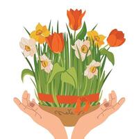 Green grass symbolizes the spring holiday of Novruz. It symbolizes the awakening of nature with spring flowers of tulips and daffodils. A plate with wheat sprouts in hands. Navruz in Azerbaijan, Iran vector