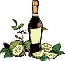 composition of walnut in color engraving technique. Unripe walnut seeds whole and halves, leaves and branches lie on the table. Bottle fof Nocino liqueur. Linear ink sketch. vector