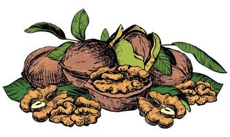 Hand drawn sketch illustration of walnuts. Composition of open walnut kernel, whole walnut lying on table. Fresh organic food, oil. Drawing of nut in stele of colored engraving. vector