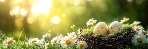 Banner with easter eggs in the nest with daisies on green grass with copy space for text photo
