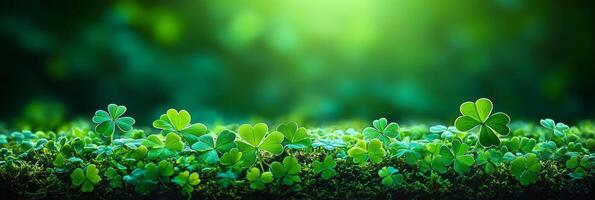 Banner Green clover leaves on moss background. St. Patrick's Day concept with copy space for text photo