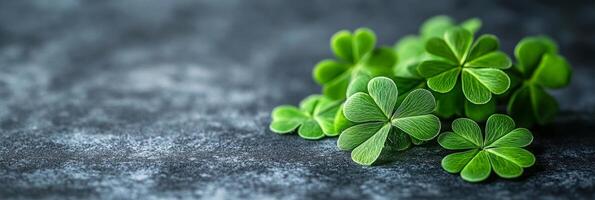 St. Patrick's Day background with clover leaves on dark background with copy space for text photo