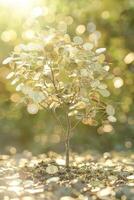 Financial Growth Conceptual Tree with Coins and Banknotes in Sunny Outdoor Setting photo