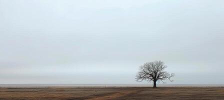 Solitary Tree in Minimalist Landscape Under Overcast Sky for Design and Print photo