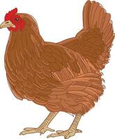A chicken standing on a white background vector