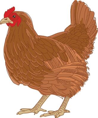A chicken standing on a white background