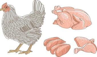 Chicken and chicken parts on a white background vector