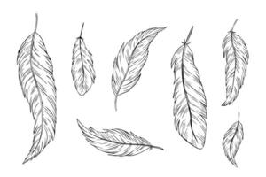 Big set of bird feathers for design. Fluffy soft bird plumage set. Hand drawing engraving illustration. Sketch for icon or logo for pillow, mattress, bedding, pen vector