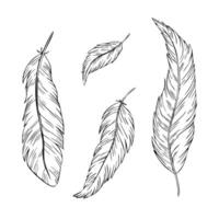 Set of bird feathers for design. Outline Fluffy soft bird plumage set. Hand drawing engraving illustration. Sketch for icon or logo for pillow, mattress, bedding, pen vector