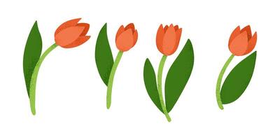 Stylized digital illustration of four red tulips with green leaves in a textured, minimalistic design on a white background. Hand drawn set isolated on white background vector