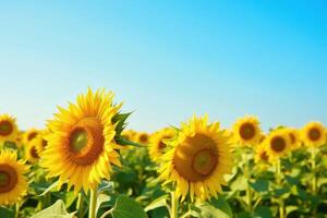 Sunflowers in a field with blue sky background photo