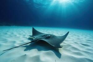 A stingray swimming in the ocean photo