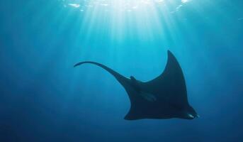 A manta ray swimming in the ocean photo