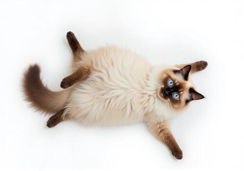 A cat with blue eyes lying on its back photo