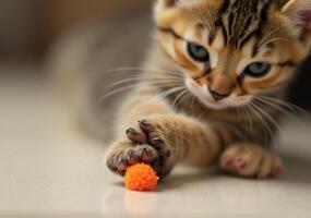 A cat playing with a toy photo