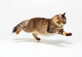 A cat running on a white background photo