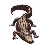 Illustration of an alligator from a top-down perspective, featuring textured skin and a curled tail vector