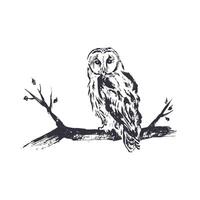 A hand drawn illustration of an owl perched on a branch, rendered in black ink on a white background vector