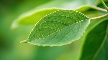 Close-up of a vibrant green leaf with detailed veins, shallow depth of field. photo