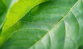 Close-up of a vibrant green leaf showcasing its detailed texture and vein patterns. photo