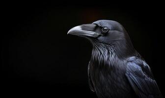Raven Portrait Dark Background, Close-up View photo
