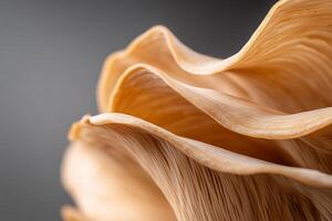 Close-up of delicate, wavy mushroom gills. photo