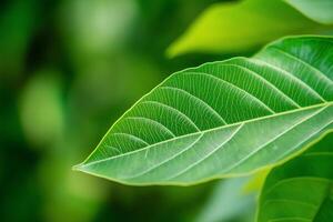 Close-up of a vibrant green leaf with detailed veins, showcasing natural texture and sunlight. photo