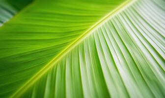 A close up of a green leaf with a blurred background photo