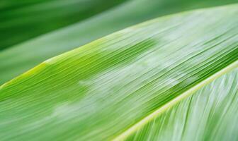 Close-up of vibrant green leaf with parallel veins, showing texture and subtle light variations. photo