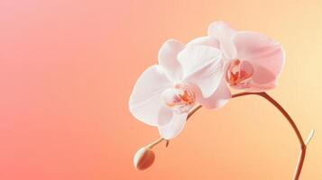 A close-up of delicate pink orchids against a soft gradient background photo
