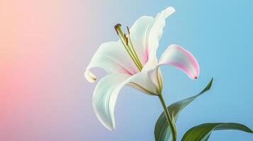 A close-up of a white lily flower against a gradient background photo