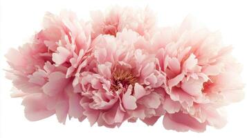 A cluster of soft pink peonies showcasing their delicate petals and lush appearance. photo