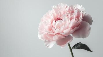 A soft pink peony flower against a light background, highlighting its delicate petals photo