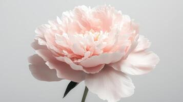 A soft pink peony flower with delicate petals and a natural aesthetic photo