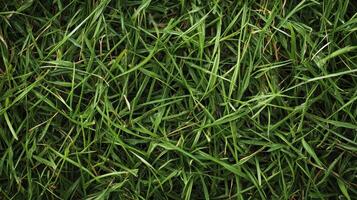 Close-up view of lush green grass, showcasing natural texture and color photo