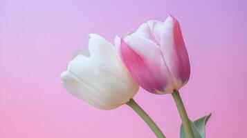 Two tulips, one white and one pink, against a soft gradient background photo