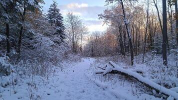 A snowy path in a tranquil forest, capturing the beauty of winter nature photo