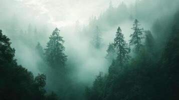 A misty forest landscape with tall trees shrouded in fog, creating a serene atmosphere photo