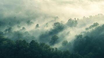 A misty forest landscape with trees partially shrouded in fog and soft light photo