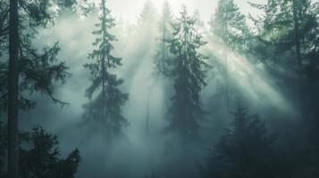 A misty forest scene with sunlight filtering through tall trees photo