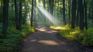 A serene forest path illuminated by sunlight filtering through trees photo