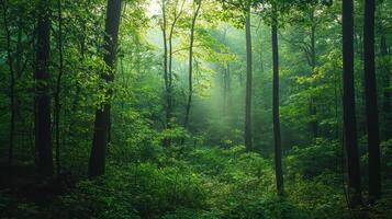 A serene forest scene with lush greenery and soft light filtering through the trees photo