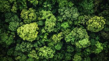 Aerial view of a dense forest showcasing various shades of green foliage. photo