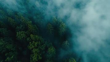 Aerial view of a misty forest with lush greenery and towering trees photo