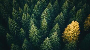 Aerial view of dense evergreen forest with a single yellow tree standing out. photo