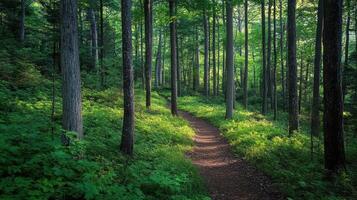 A serene forest path surrounded by lush greenery and tall trees photo