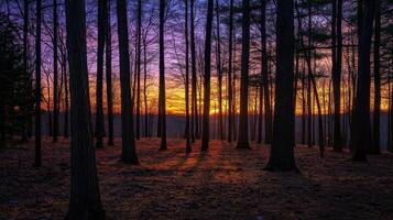 A serene sunset illuminating a forest with tall trees and vibrant colors photo